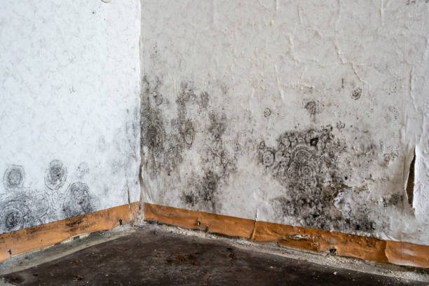 Best Mold removal after water damage  in Pelican Rapids, MN